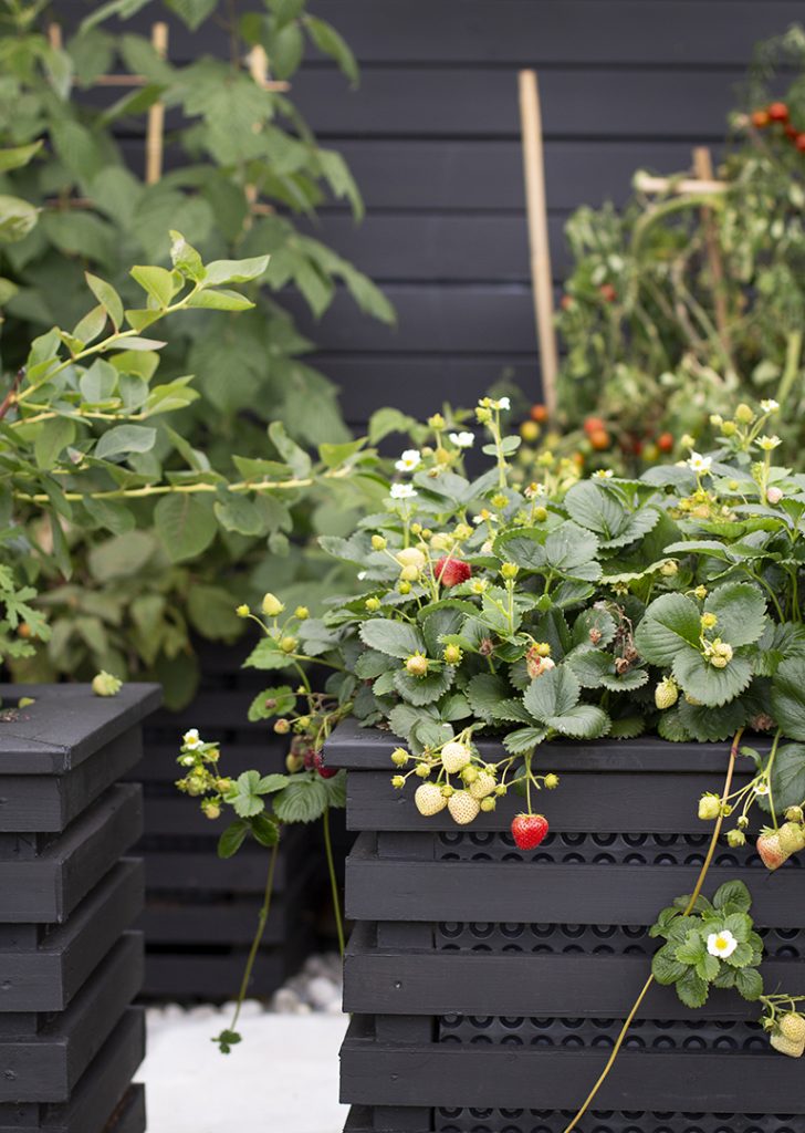 Eirin er selvforsynt med jordbær og tomater hele sommeren, i selvlagde malte blomsterkasser.